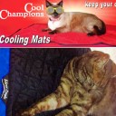 Cat Cooling Pads