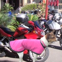 Cool Coat for dogs that love to ride...