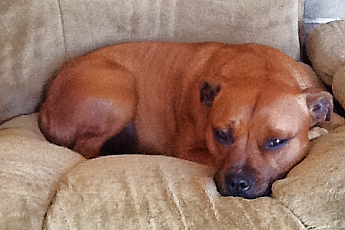 Ryker our family dog